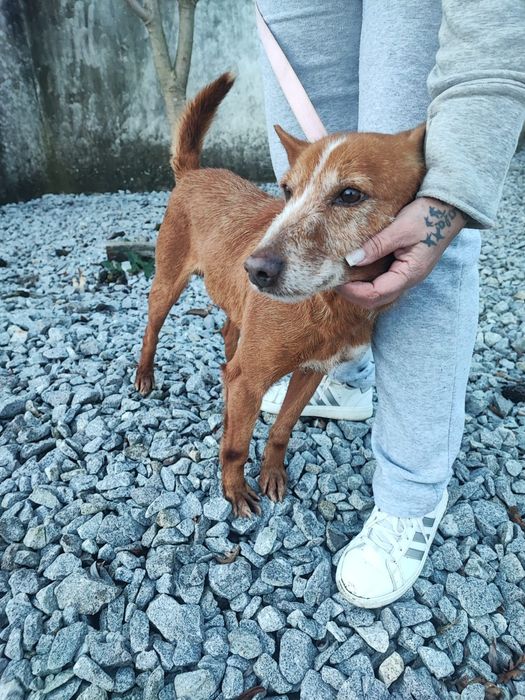 Caozinho com 5 aninhos para adopção