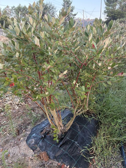 Plantas Adultas Mirtilo