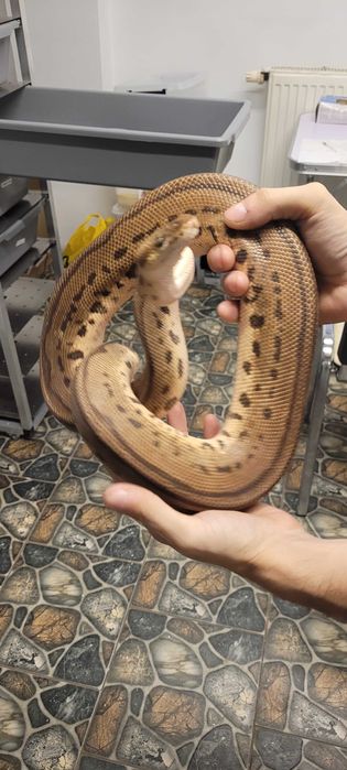 Sprzedam dorosle regiusy