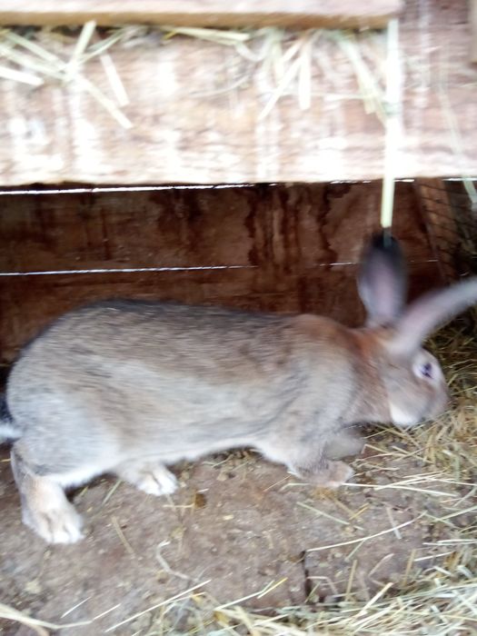 Кролі ,білий панон ,строкачі'',також м'ясо 250  грн 'кг