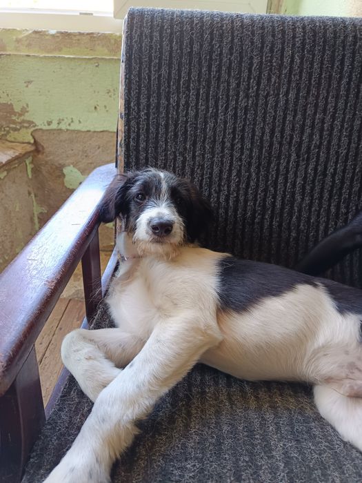 Koda Para Adoção