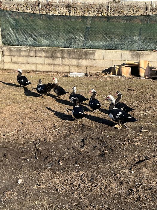 Patos mudos novos