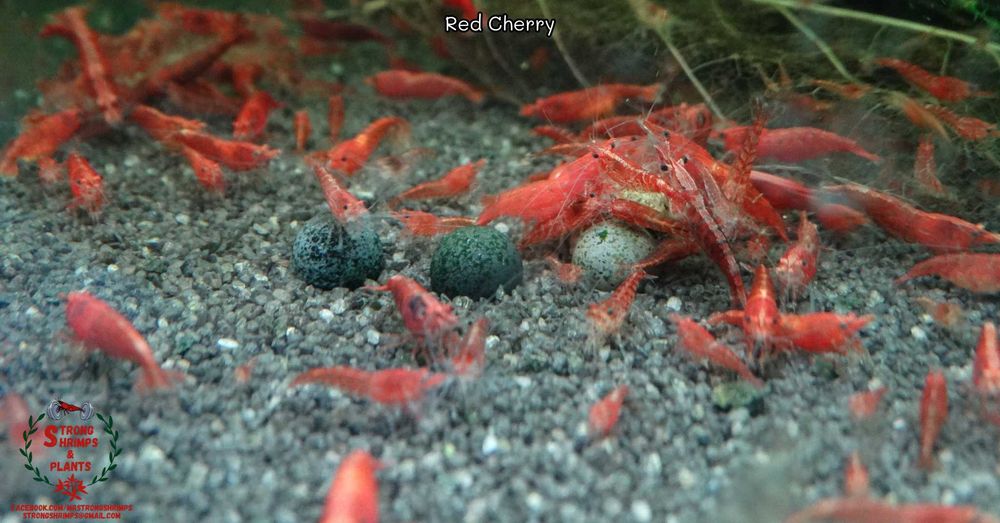 Krewetki Neocaridina Red Cherry woda kranowa ZAMIANA GRATIS PROMOCJA