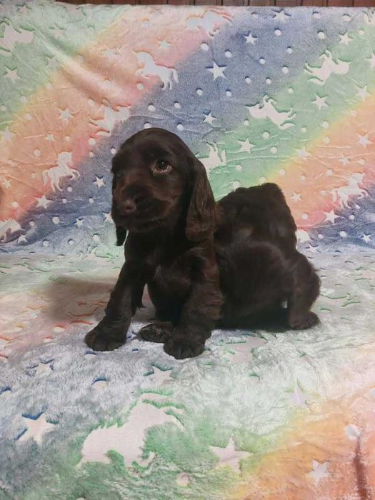 Cocker Spaniel Angielski czekoladow piesek