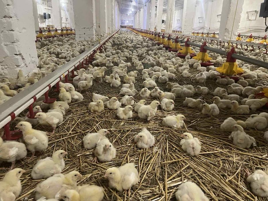 Комплекс будівель  (птахоферма)