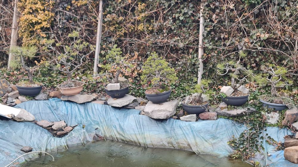 Drzewka bonsai 2