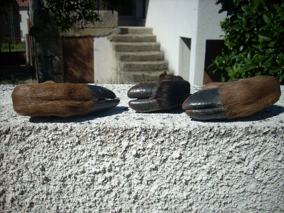 patas de veado e javali