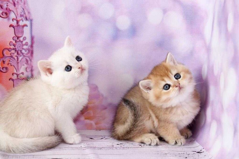 Британські плюшеві кошенята з щепленням та гарними манерами