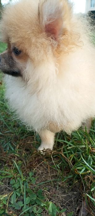 Простмаленькй янгол.