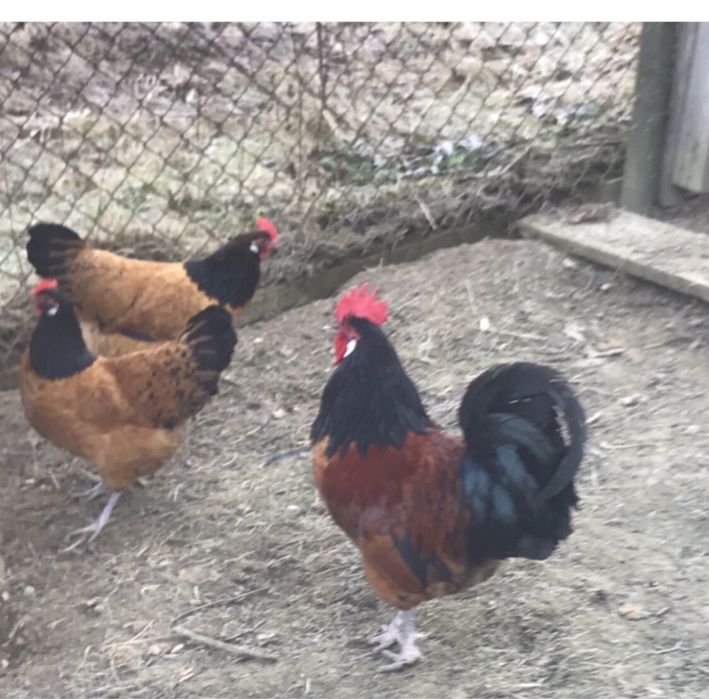 Jaja legowe od kur ozdobnych;   padewskie trojkolorowe i inne