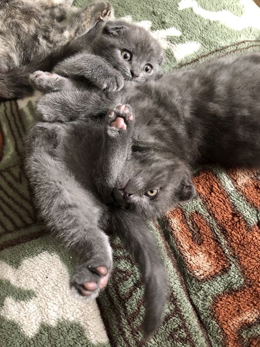 Шотландські  кошенята