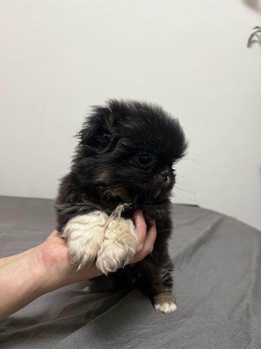 Маленькі Песики пекінеси