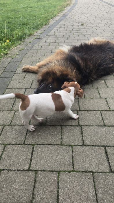 Piesek szczenie Jack Russell