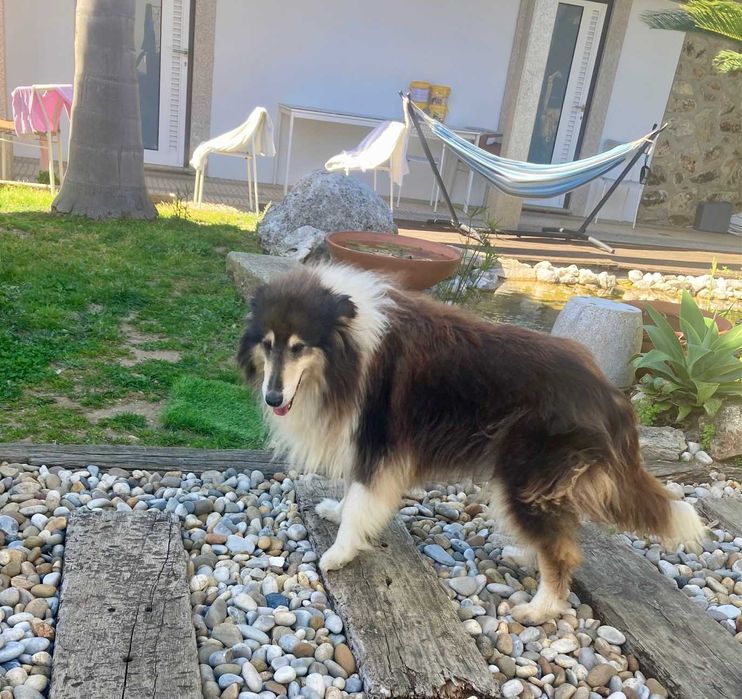 Gratuito para casa com apenas um animal de estimação
