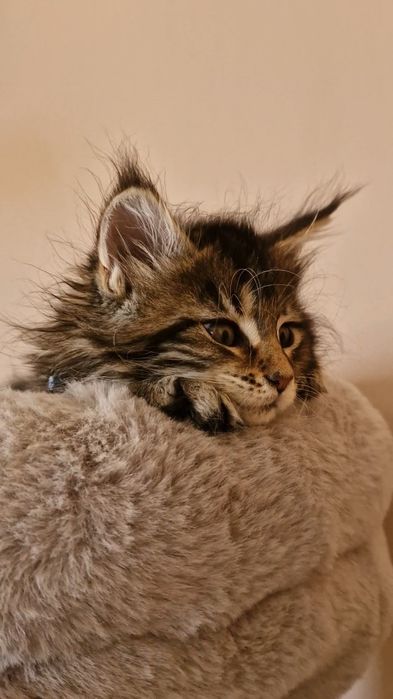 Gatinho com  MAINE COON com  LOP