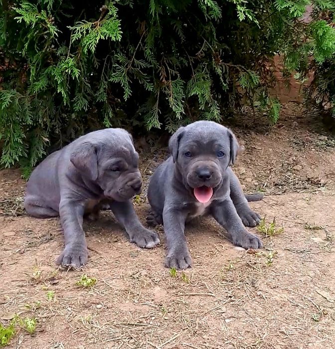 Голубі кане корси готові до переїзду