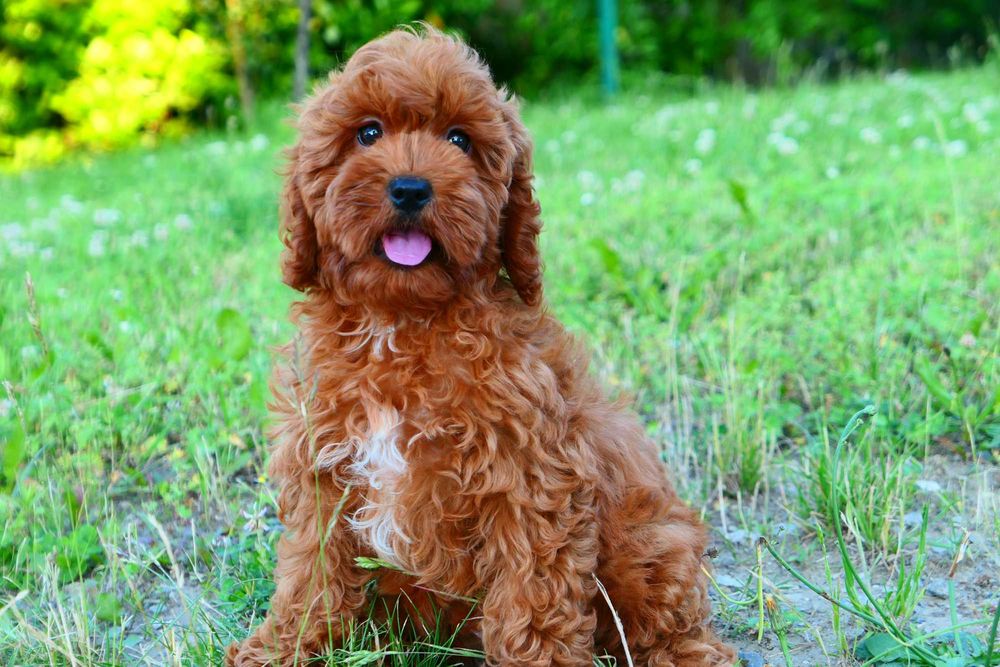 Cockapoo-Piękna Suczka! Badania genetyczne!