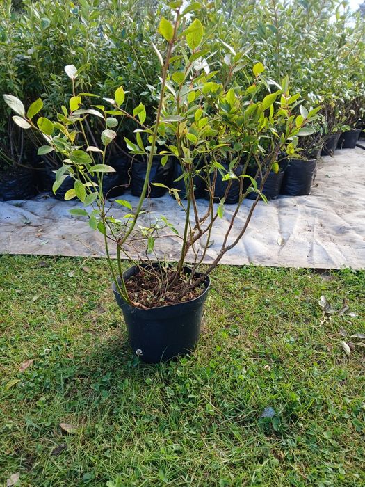 Promocja borowka amerykańska 4 letnia donica 5l