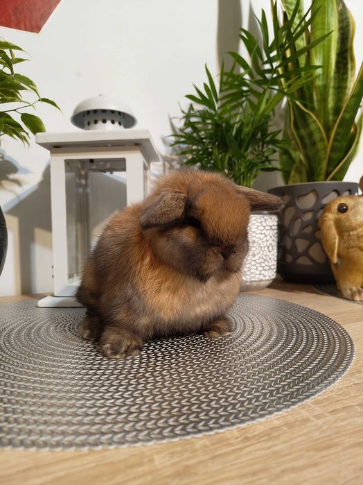 Piękne króliczki Mini Lop.