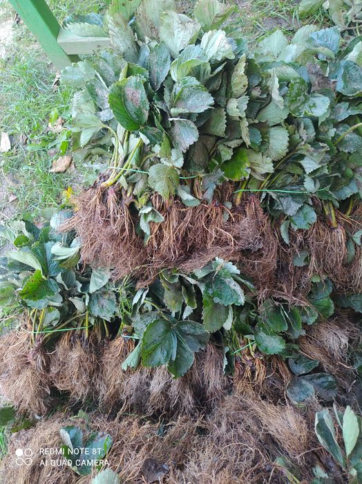 Sadzonki truskawek Haneoye