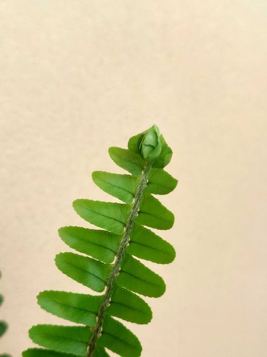 Planta feto- interior/exterior