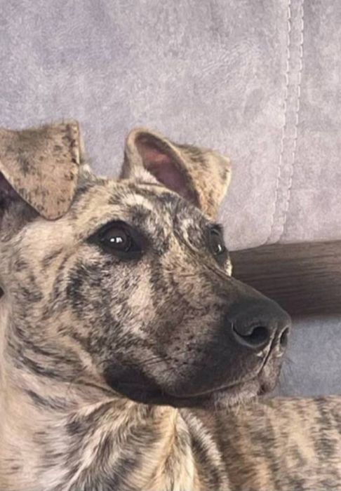 Отдам даром в добрые руки собаку породы Стаффордширский терьер