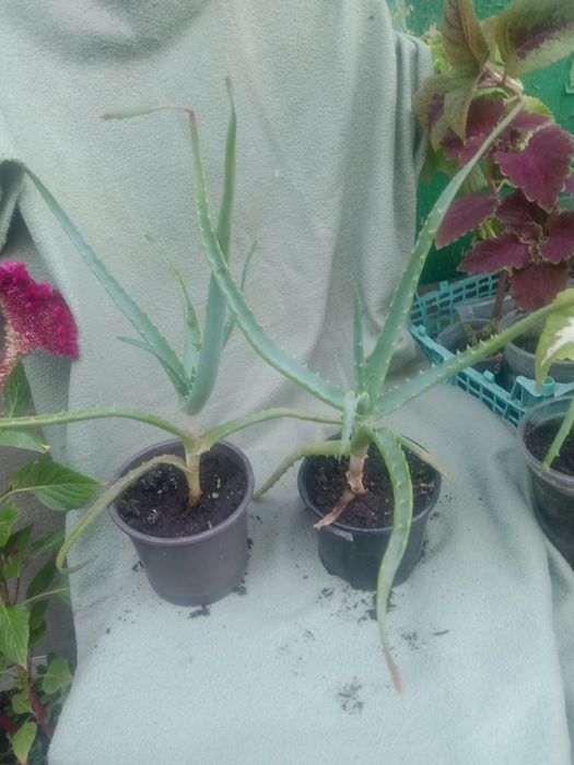 Алоє лікувальне з закритою кореневою.