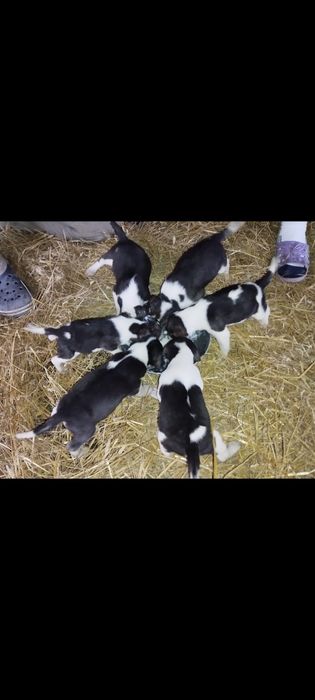 Продам щенят руська-пега гонча .
