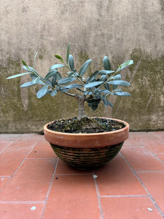 Pré-bonsai de oliveira