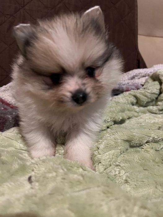 Sptiz  fêmea excelente pequenina