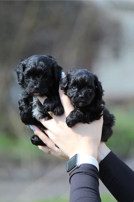 Мальтипу черные и черные с белым ,щенки мальтипу