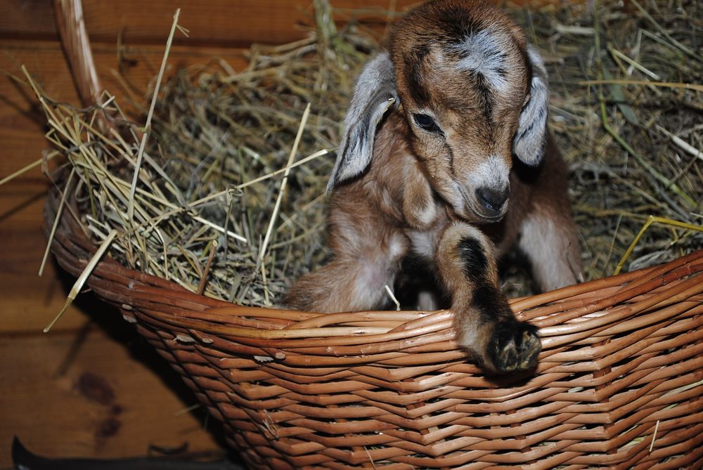 Міні козлик Ан+ міні