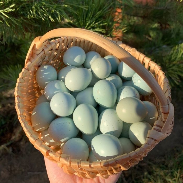 Jaja lęgowe przepiórcze Celadon