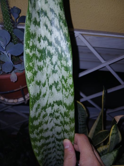 Vendo duas espécies da planta Espada de São Jorge