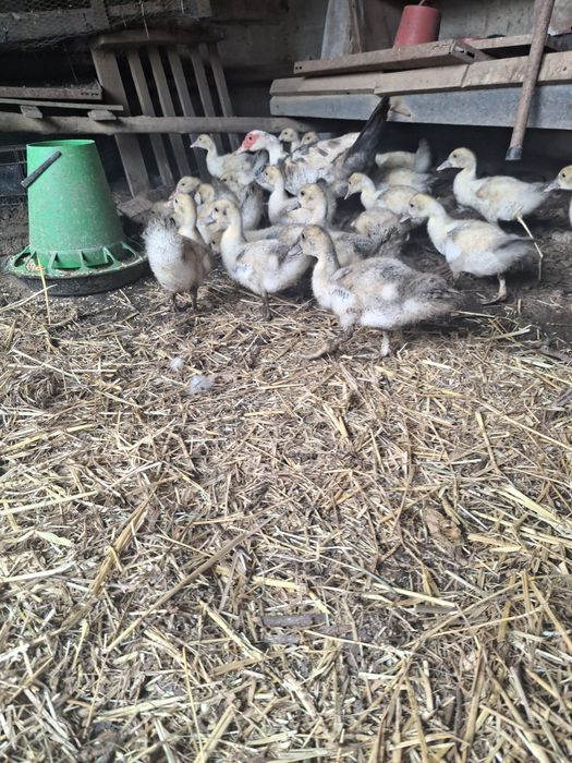 Vendo Patos  pequenos
