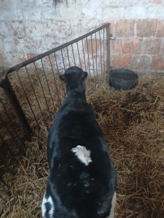 Byczki cielaki sprzedam 4-5 tygodni