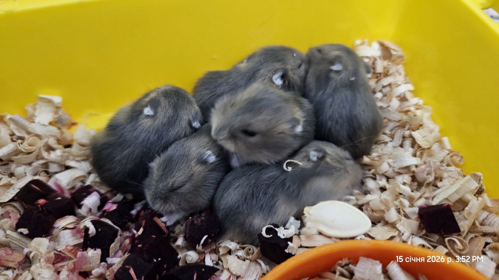 Продаж хом'ячків