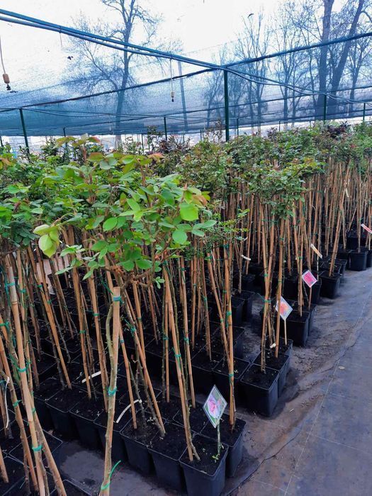 Троянди на штамбі (ЗКС)/Саженцы роз на штамбе