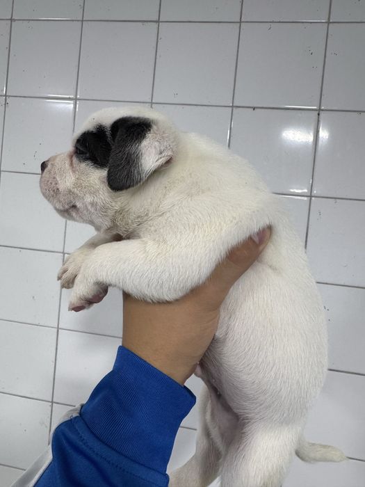 American Bully Pocket