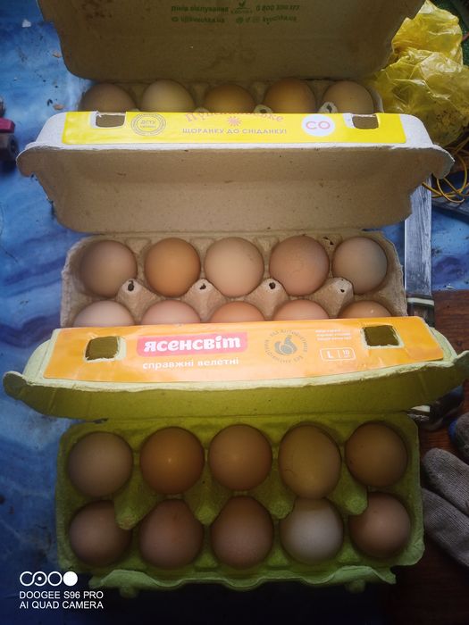 Продам яйца куриные.