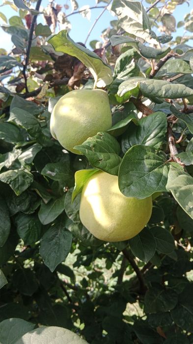 Pigwa gruszkowa Jankowa 10 kg