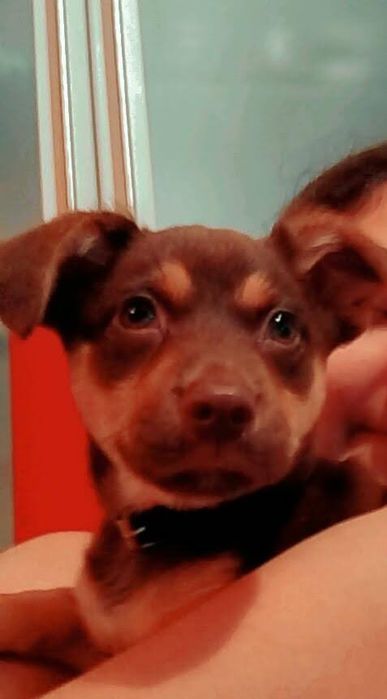 Pet-sitting/ Tomo conta de animais