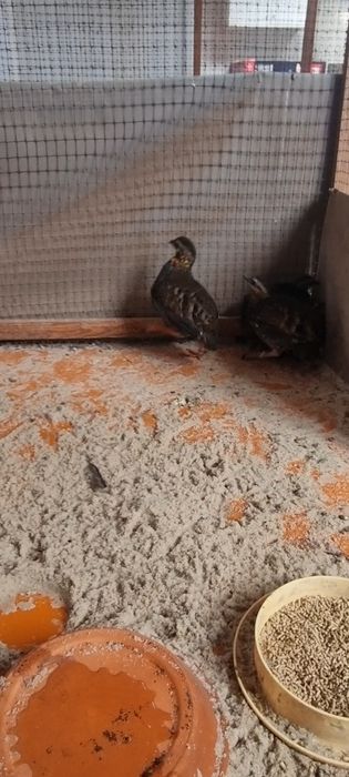 Arboarborophila Rufogularis