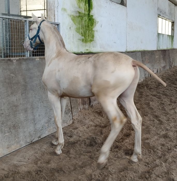 Poldro  Isabel PSL Lusitano