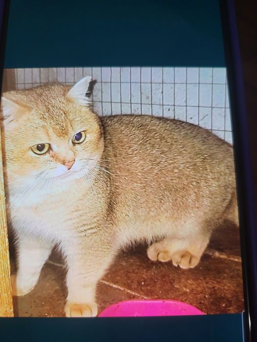 ШИКАРНИЙ котик жде дівчаток.