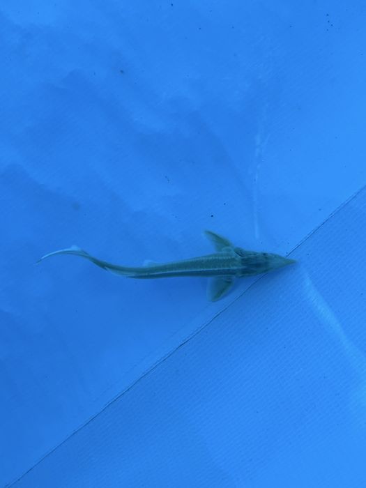 Jesiotr syberyjski albinos20cm