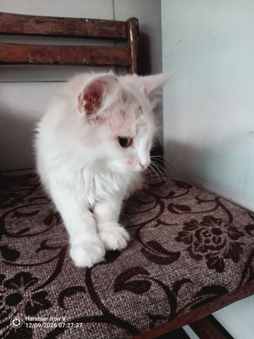 Кошеня Котик віддам