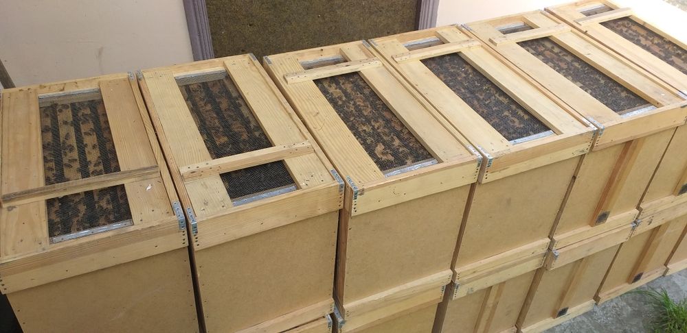 Бджолопакети Бакфаст