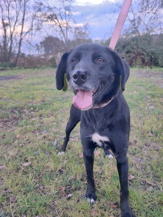 Cadelinha para adopção