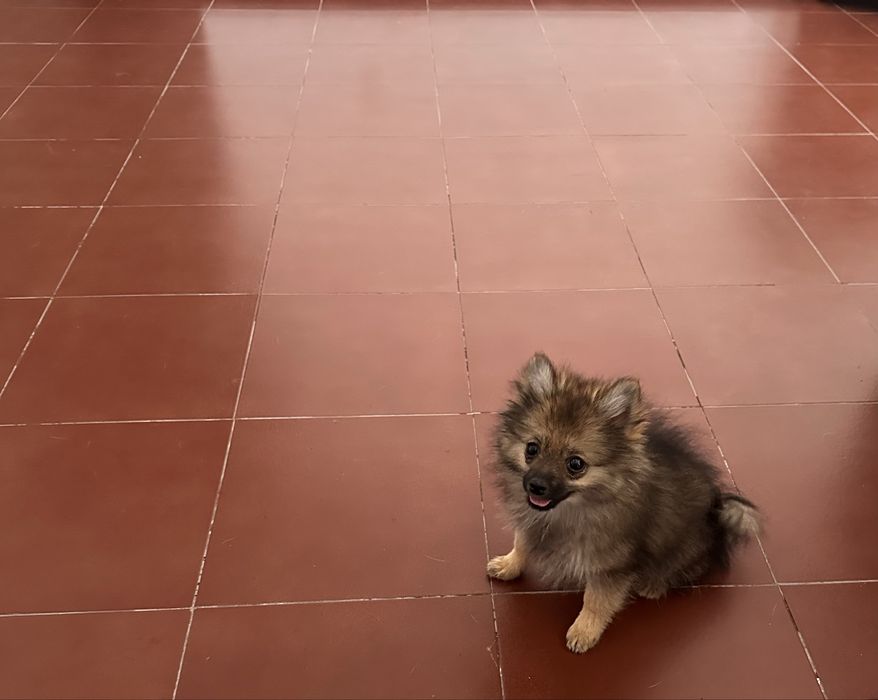 Spitz alemã anã fêmea